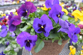 Click to see 36 Velvety Violets.jpg