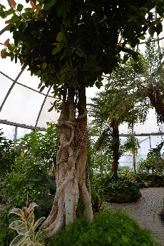 Click to see 40 Tropical Tree.jpg