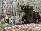 Click to see 09 Uprooted Tree.JPG