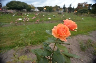 Click to see 30 Rochester Roses.jpg