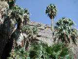 Click to see 009 Palm Canyon 1.JPG