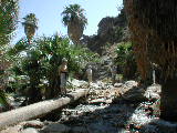 Click to see 012 Palm Canyon 4.JPG