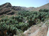 Click to see 013 Palm Canyon 5.JPG