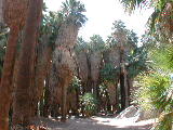 Click to see 014 Palm Canyon 6.JPG
