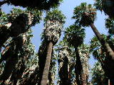 Click to see 015 Palm Canyon 7.JPG