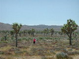 Click to see 044 Joshua Tree Forest.JPG