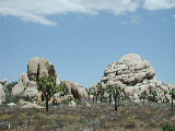 Click to see 045 Joshua Tree Rocks.JPG