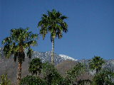 Click to see 092 Snow Above the Palms.JPG