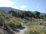 Click to see 105 Almost Back to Andreas Canyon.JPG