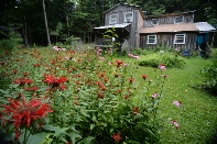 Click to see 003 Bee Balm.jpg