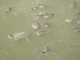 Click to see 29 Turtle Soup.jpg