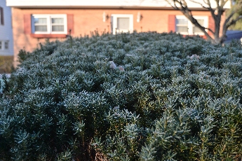 Click to see 17 Frosty Hedge.jpg