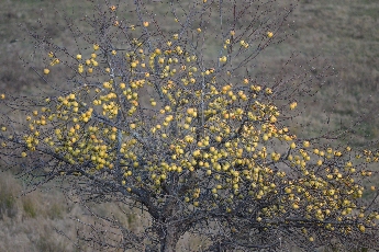 Click to see 23 Bare Apple Tree 01.jpg