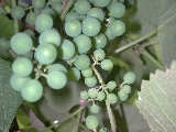 Click to see 11 Swindler Grapes.JPG