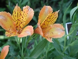 Click to see 16 Botanical Lillies 01.JPG