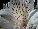 Click to see 17 Botanical Lillies 02.JPG