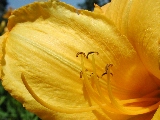 Click to see 18 Botanical Lillies 03.JPG