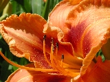 Click to see 19 Botanical Lillies 04.JPG
