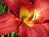 Click to see 20 Botanical Lillies 05.JPG