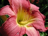 Click to see 21 Botanical Lillies 06.JPG