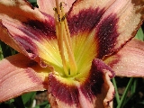 Click to see 22 Botanical Lillies 07.JPG