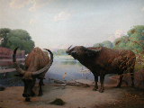 Click to see WP Wildlife -- Cows by the River.JPG