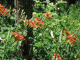 Click to see 06 Day Lillies.JPG