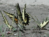 Click to see 14 Swallowtails.JPG