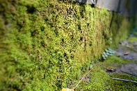 Click to see 16 Moss.jpg
