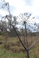 Click to see Light 09.jpg