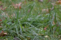 Click to see 12 Dewy Grass.jpg