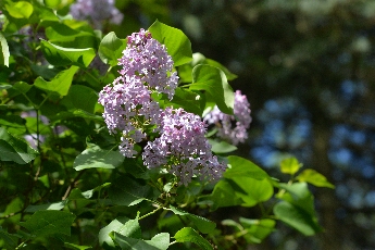 Click to see 11 Chapin Lilacs.jpg