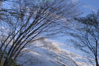 Click to see 34 Reflected Trees.jpg