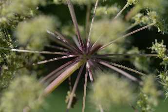 Click to see 06 Longest Day.JPG