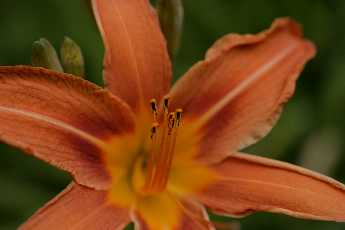 Click to see 16 Lily.JPG