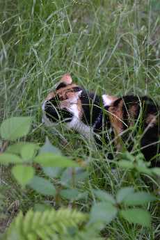 Click to see 24 Cloey on the Prowl.JPG