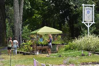 Click to see 44 Lavender Festival.JPG