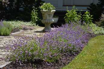 Click to see 45 Lavender Festival.JPG