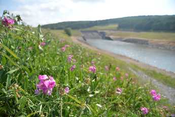 Click to see 49 Dam Site Flowers.JPG