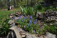 Click to see 66 Bluebells.jpg