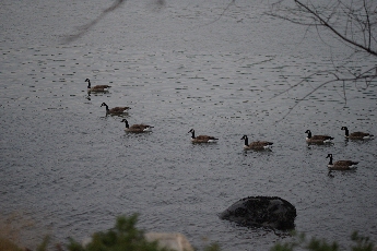 Click to see 02 Xmas Eve Geese.jpg