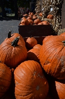 Click to see 17 Pumpkins.jpg