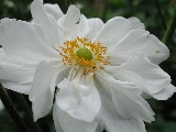 Click to see 05 Japanese Anemone.JPG