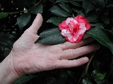Click to see 24 Camellia.JPG