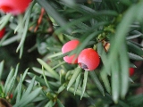 Click to see 28 Secret Garden Berries.JPG