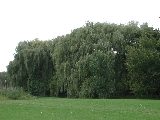 Click to see 31 Weeping Willows.JPG