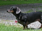 Click to see 41 Stinky Dog.JPG