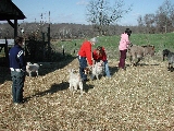 Click to see 32 Goats....JPG