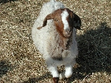 Click to see 34 And More Goats.JPG