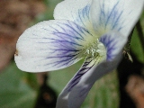Click to see 57 Garden Flowers.JPG
